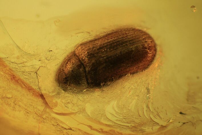 Detailed Fossil Beetle (Coleoptera) In Baltic Amber #105479